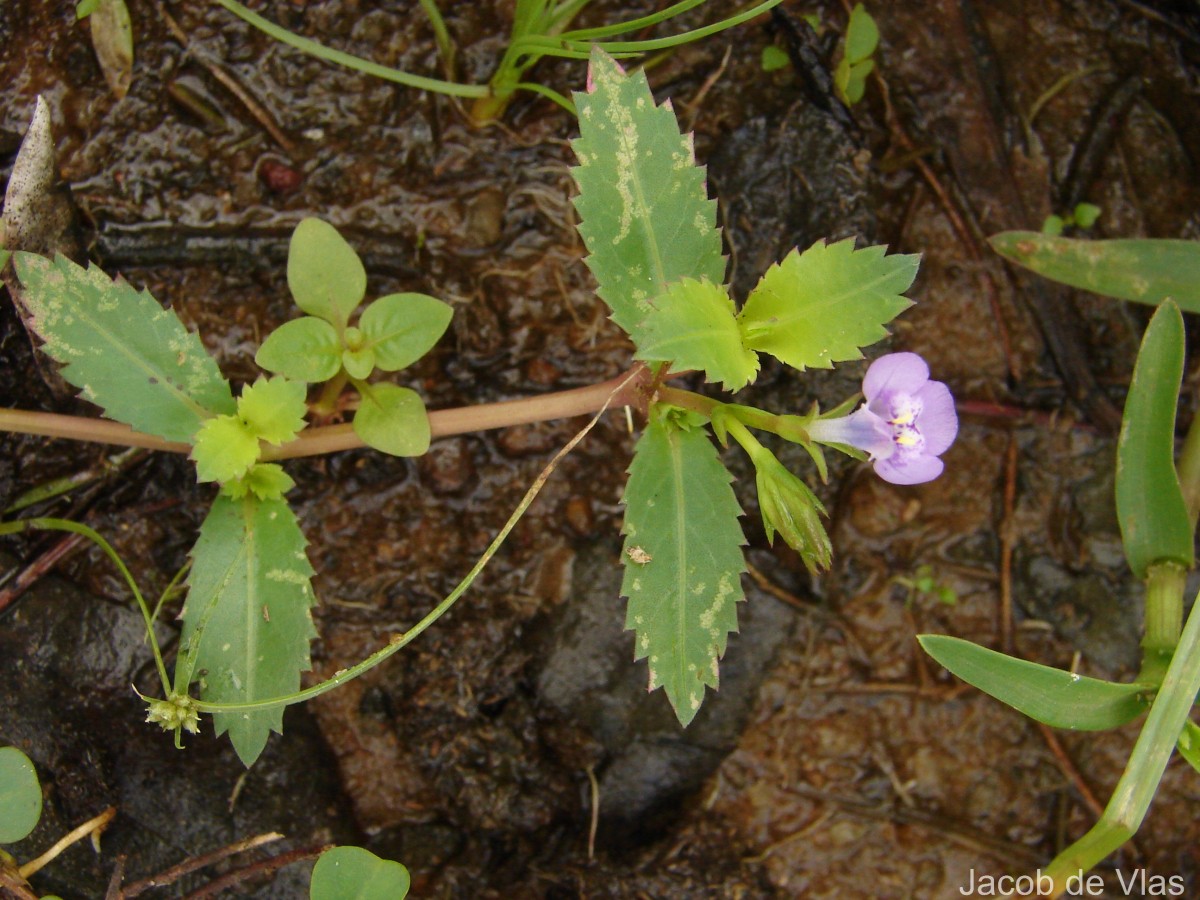 Bonnaya ciliata (Colsm.) Spreng.